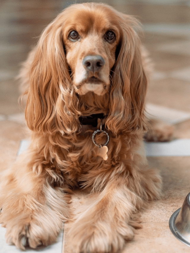 pet food