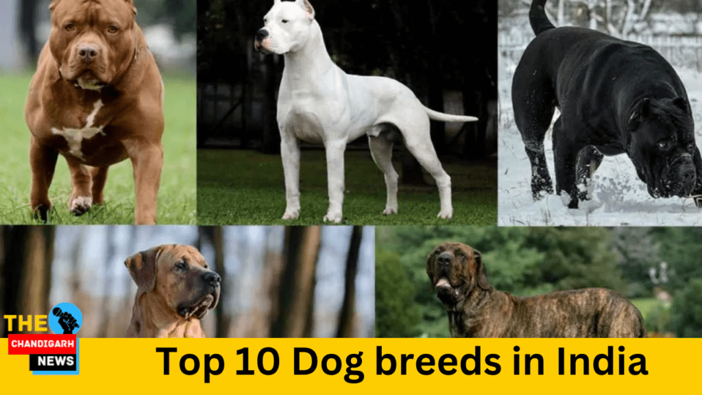 top 10 dog breeds in india