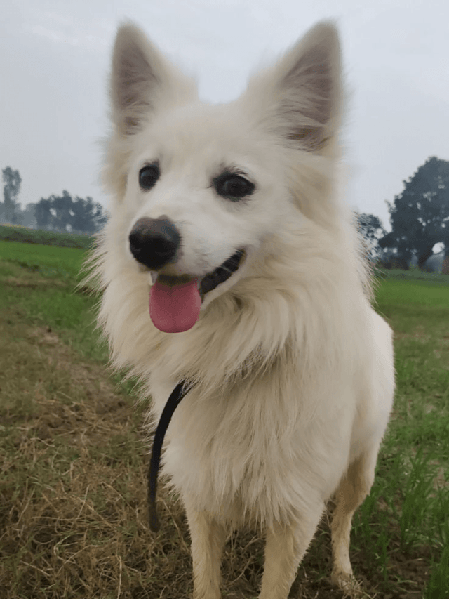 Top 10 Dog Breeds in India