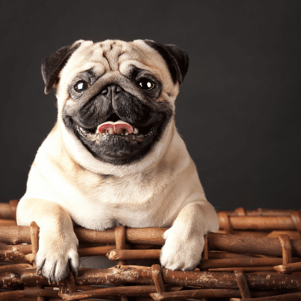 Cheapest Dog Breeds in India
