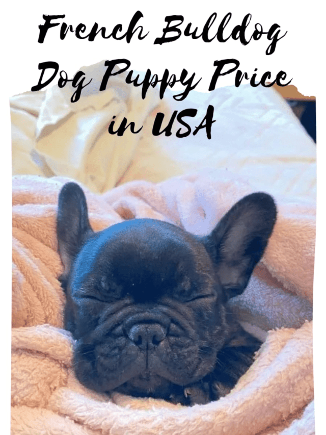 French bulldog