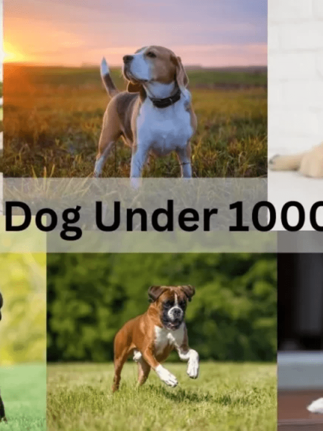 Dogs Under 10000