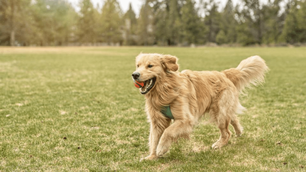 टॉप 10 स्मार्ट कुत्तों की नस्ल (Top 10 Smart Dog Breed)