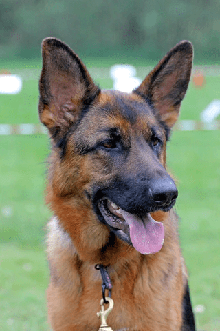 German shepherd भारत का सबसे लोकप्रिय कुत्ता