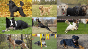 टॉप 10 स्मार्ट कुत्तों की नस्ल ( Top 10 Smart Dog Breed )