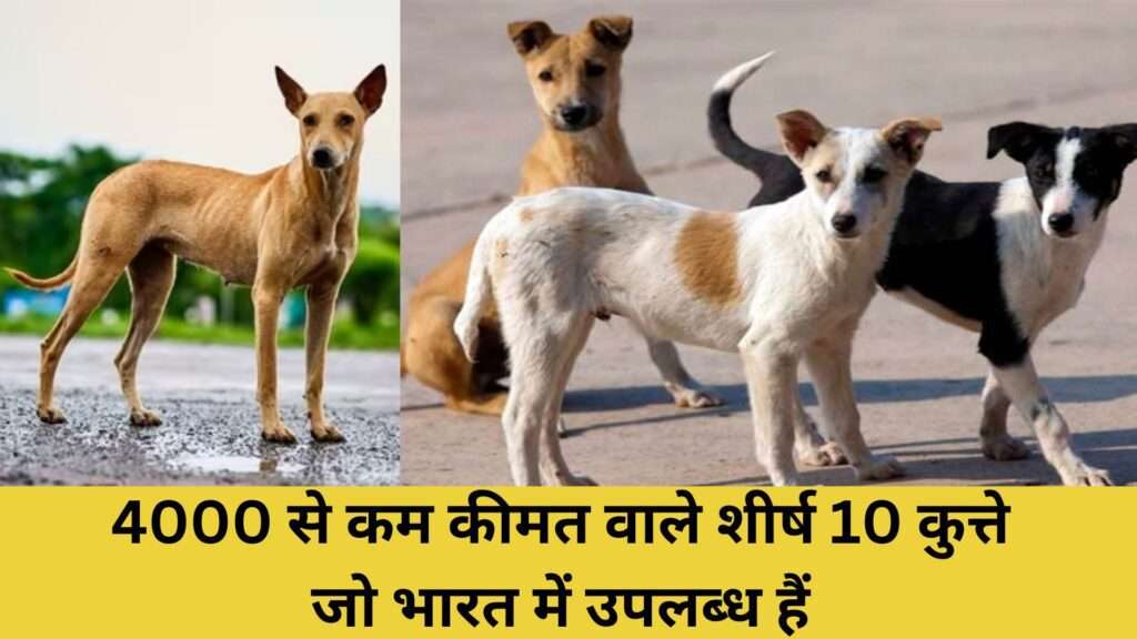 Dog Under 4000: 4000 से कम कीमत वाले शीर्ष 10 कुत्ते जो भारत में उपलब्ध हैं।