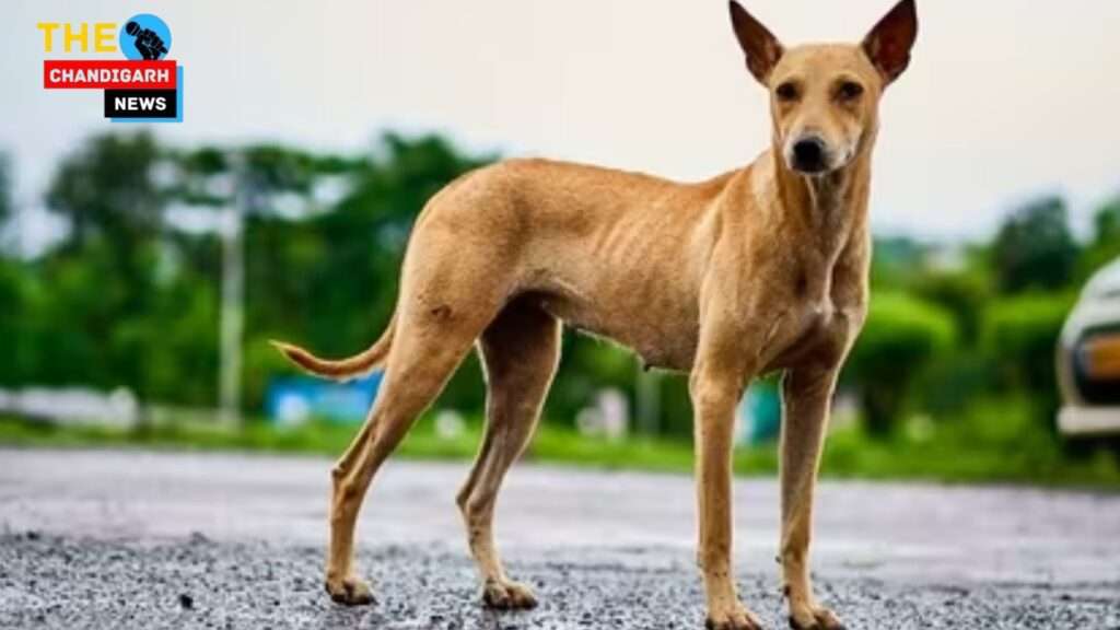 Dog Under 4000: 4000 से कम कीमत वाले शीर्ष 10 कुत्ते जो भारत में उपलब्ध हैं।