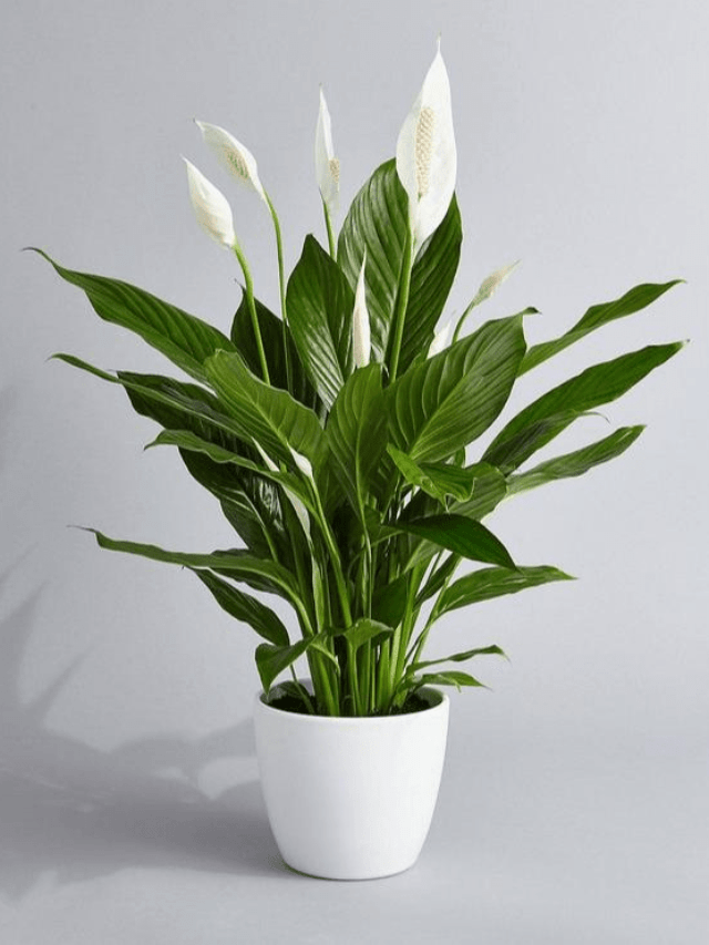 15 Powerful Indoor Plants to Ward Off Negative Energy in Your Home