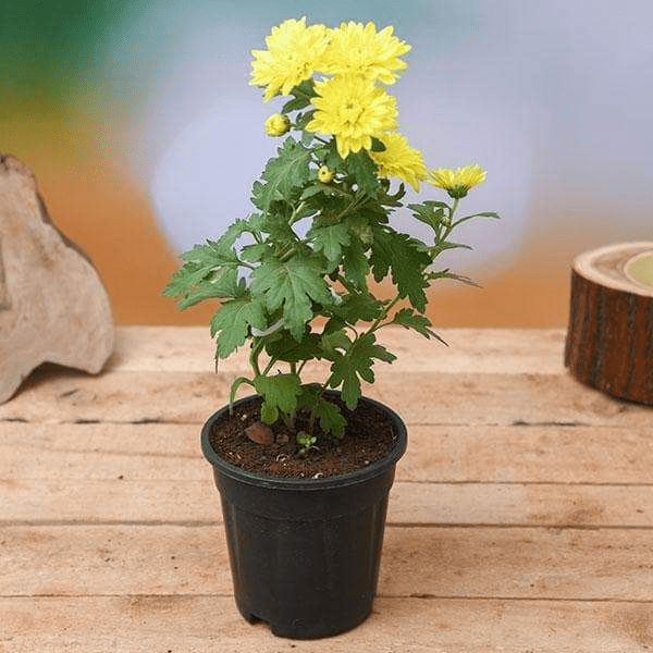 15 Powerful Indoor Plants to Ward Off Negative Energy in Your Home