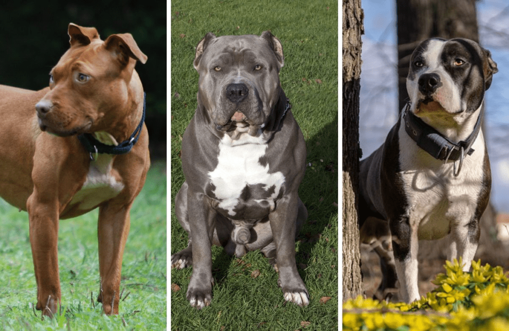 Govt bans 23 dog breeds: सरकार ने पिटबुल, बुलडॉग सहित 23 कुत्तों की नस्लों पर प्रतिबंध लगाया