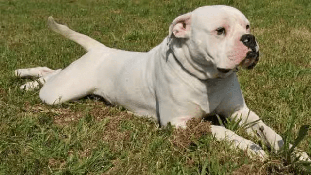 Government bans 23 dog breeds: सरकार ने पिटबुल, बुलडॉग सहित 23 कुत्तों की नस्लों पर प्रतिबंध लगाया