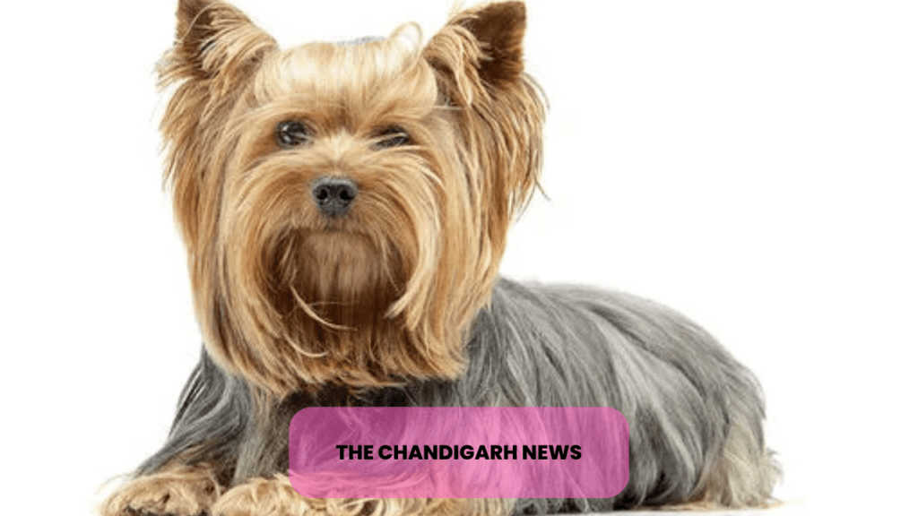 Top 10 Dog Breeds in the USA: The Ultimate Guide for Canine Lovers