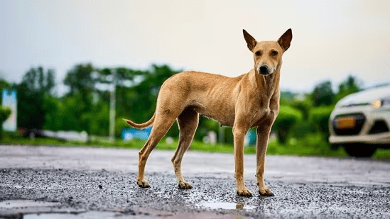 Top Breeds: Best Dogs for Indian Homes
