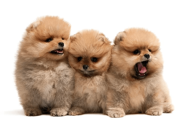 Pomeranian Dogs Price in Delhi