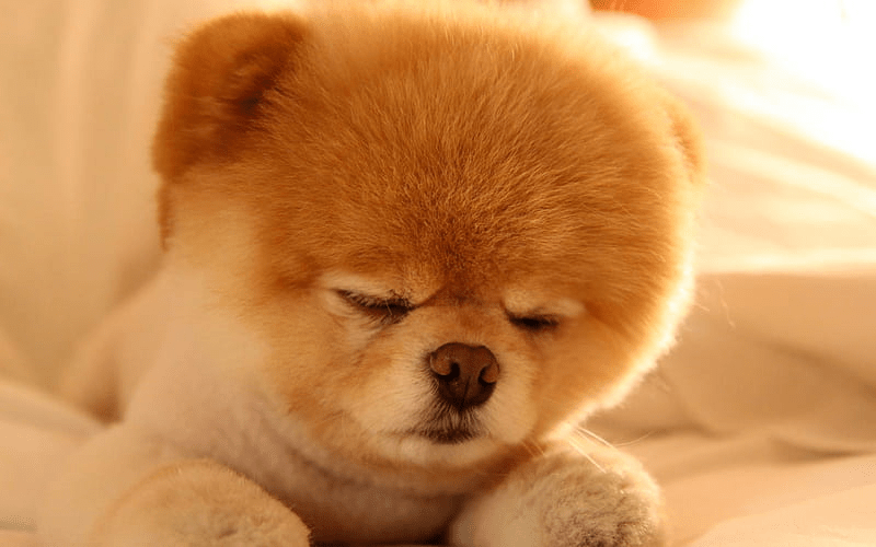 Available Best Pomeranian Dogs Price in Delhi