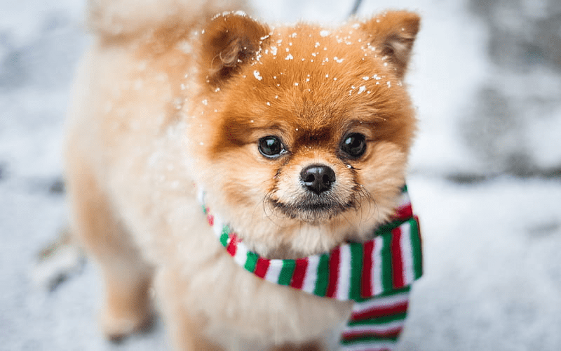 Available Best Pomeranian Dogs Price in Delhi