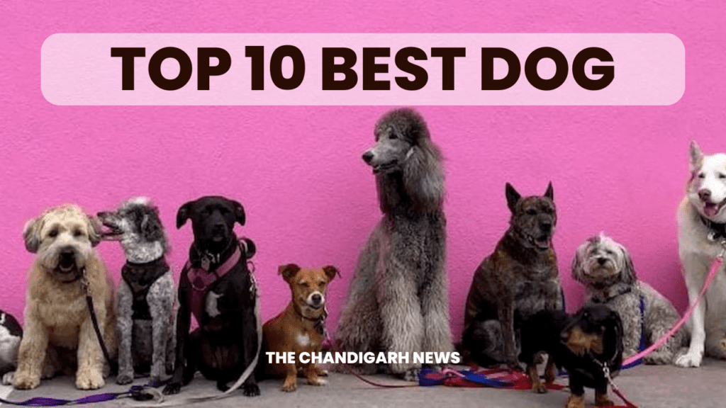 Top 10 Dog Breeds in the USA: The Ultimate Guide for Canine Lovers