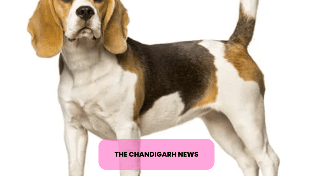 Cheapest Dog Breeds in India
