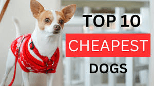 Cheapest Dog Breeds in India: Affordable Breeds and Their Care