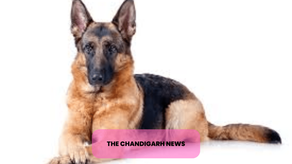 German Shepherd Price in USA: An Insightful Guide