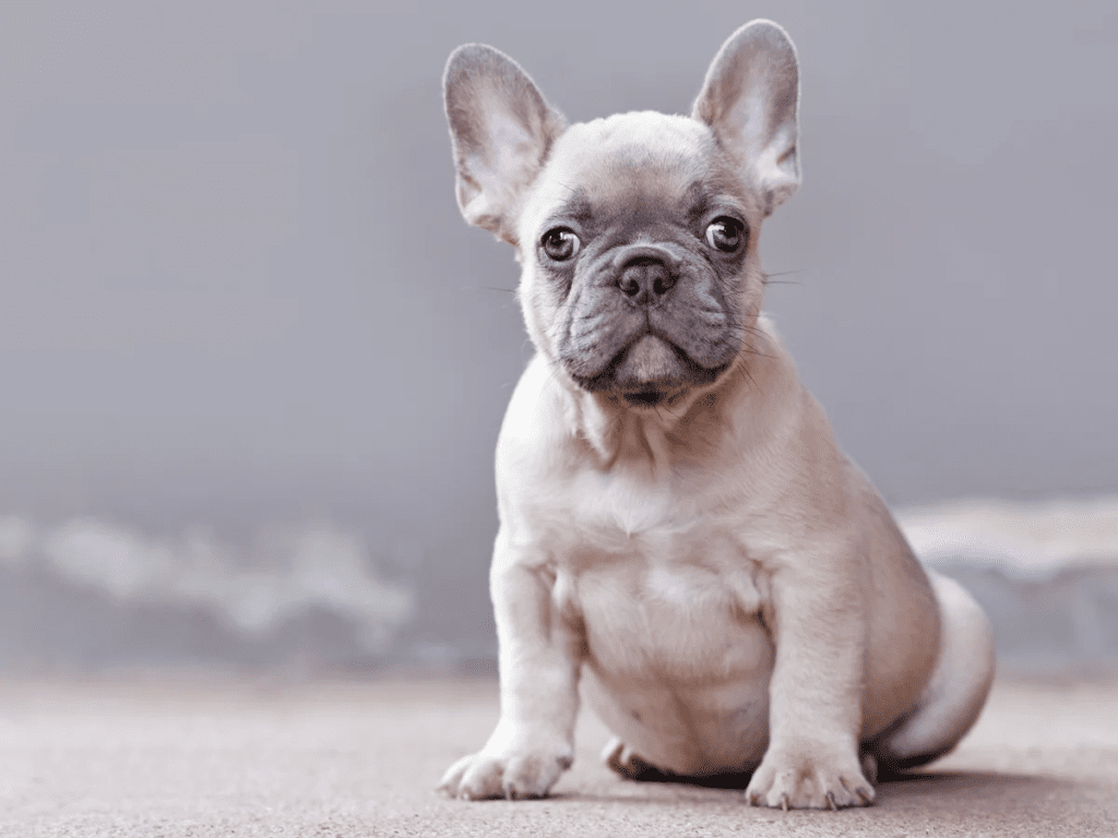 French Bulldog Price in the USA: A Detailed Guide