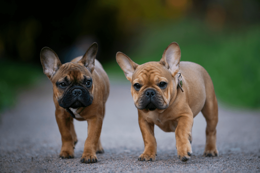 French Bulldog Price in the USA: A Detailed Guide