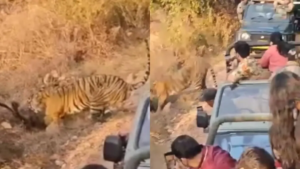 A video capturing a tiger hunting a deer at Ranthambore National Park has gone viral