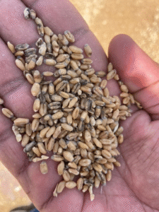 Karnal Bunt Detected in Muktsar Wheat