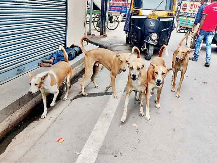 Stray dogs to be released back after sterilisation and vaccination