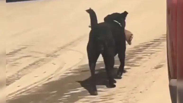 Shimla Hospital Probe After Dog Seen Carrying Amputated Leg Near Atal Institute